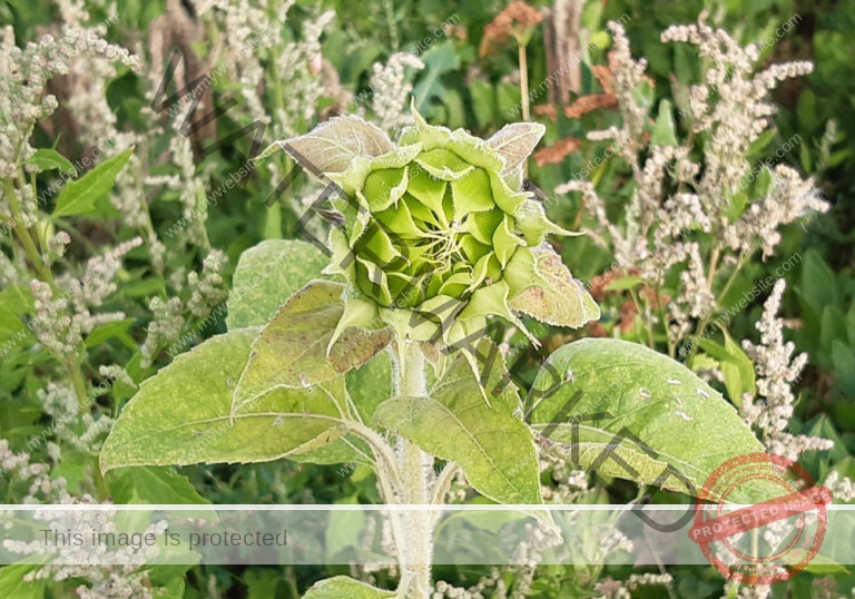 LB Sonnenblumen 016