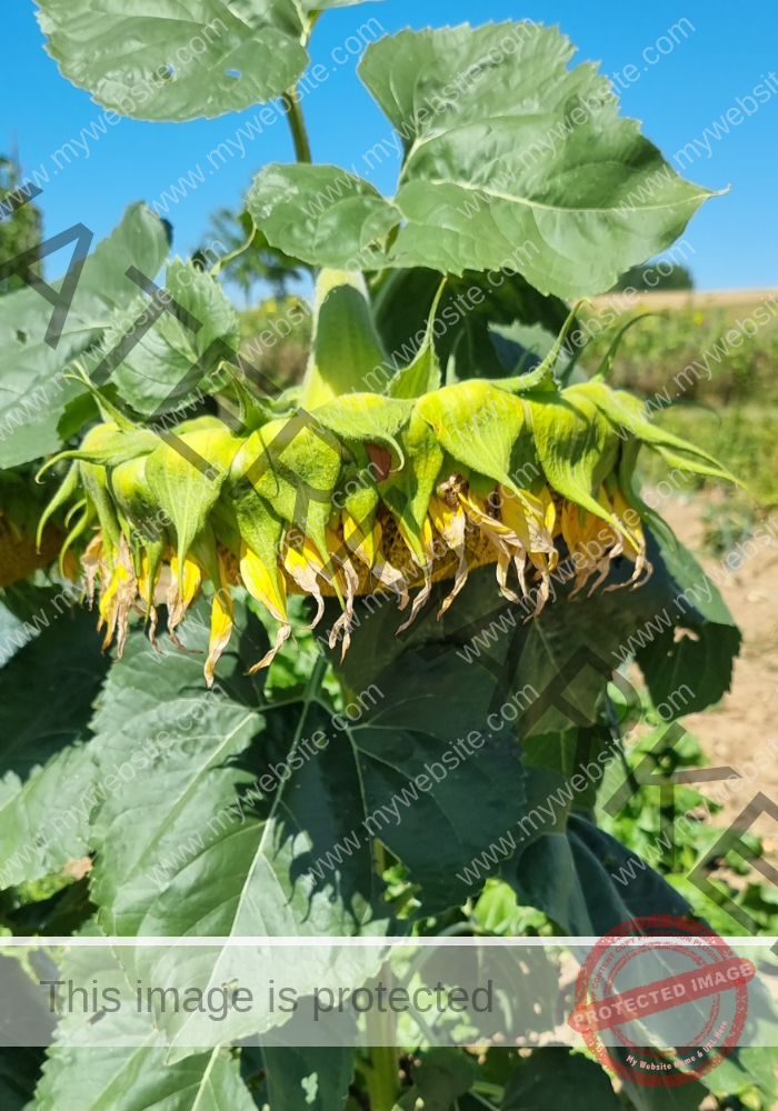 LB Sonnenblumen 017