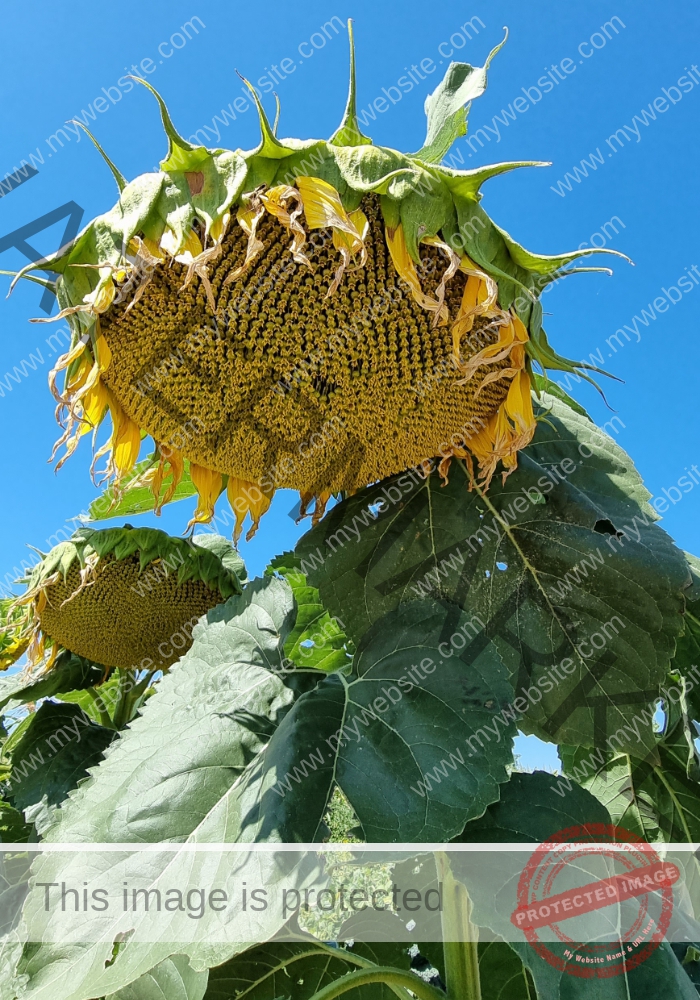 LB Sonnenblumen 018