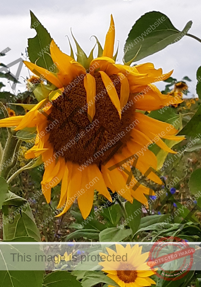 LB Sonnenblumen 020