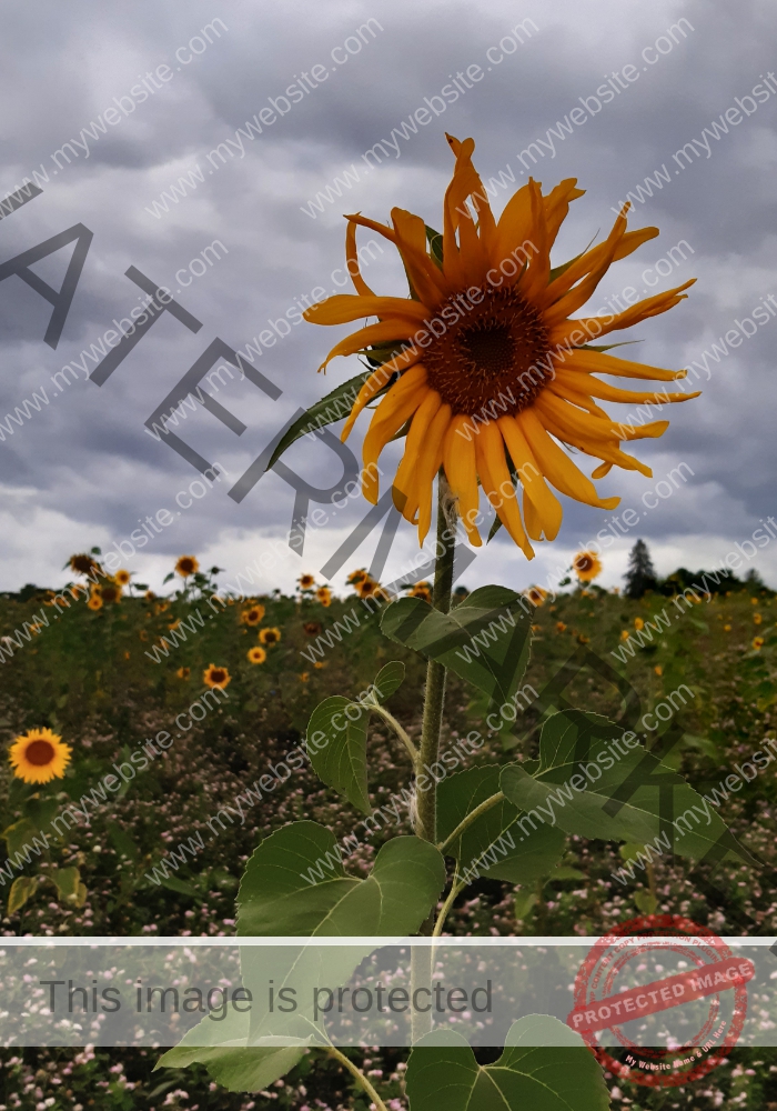 LB Sonnenblumen 021