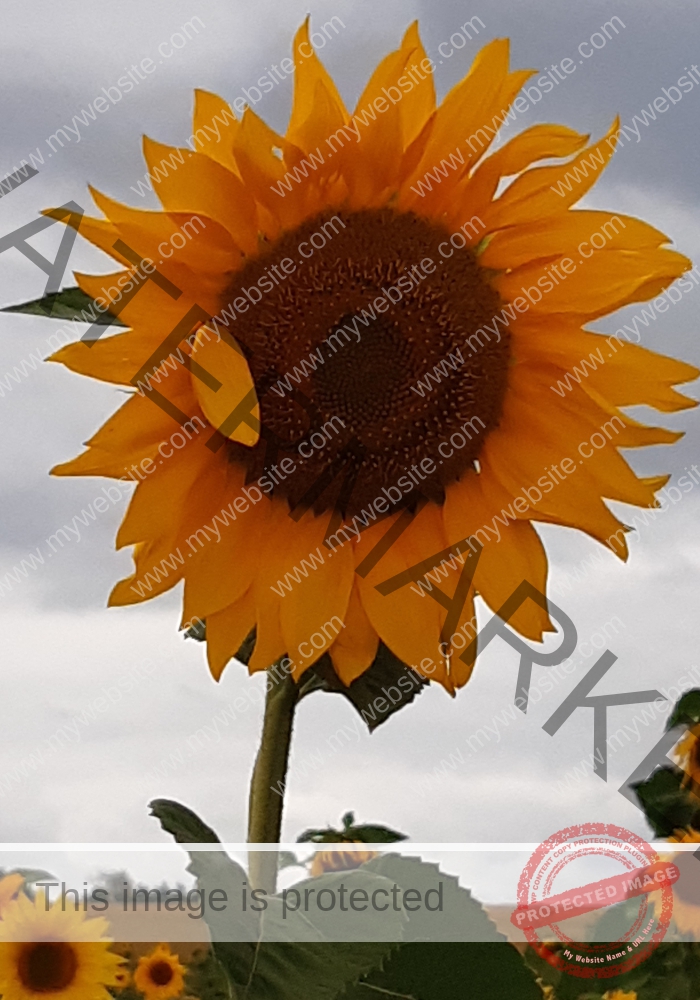 LB Sonnenblumen 022