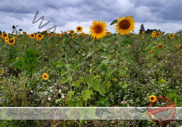 LB Sonnenblumen 023