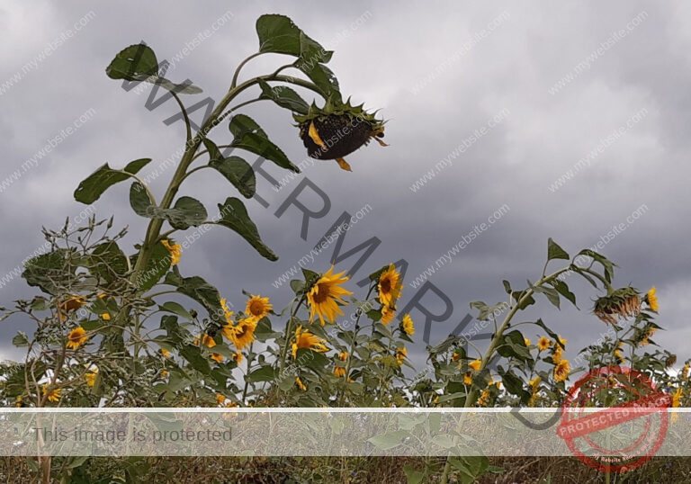 LB Sonnenblumen 024