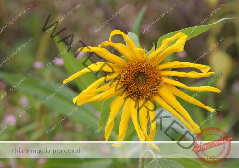 LB Sonnenblumen 026
