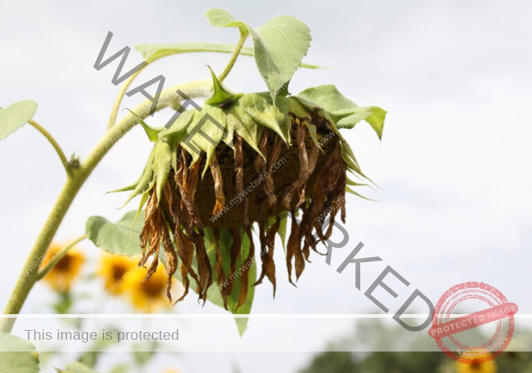 LB Sonnenblumen 027