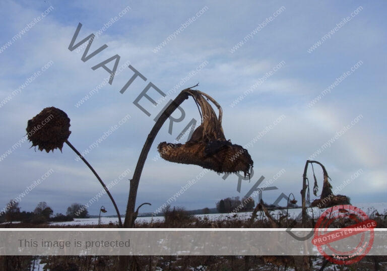 LB Sonnenblumen 030
