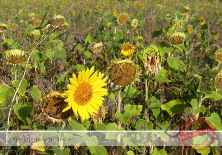 LB Sonnenblumen 046