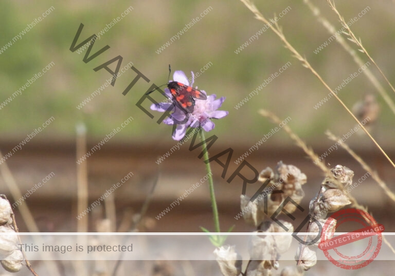 Makro Gartentiere 65
