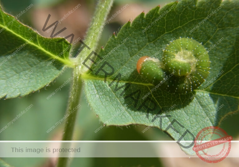 Makro Gartentiere 68