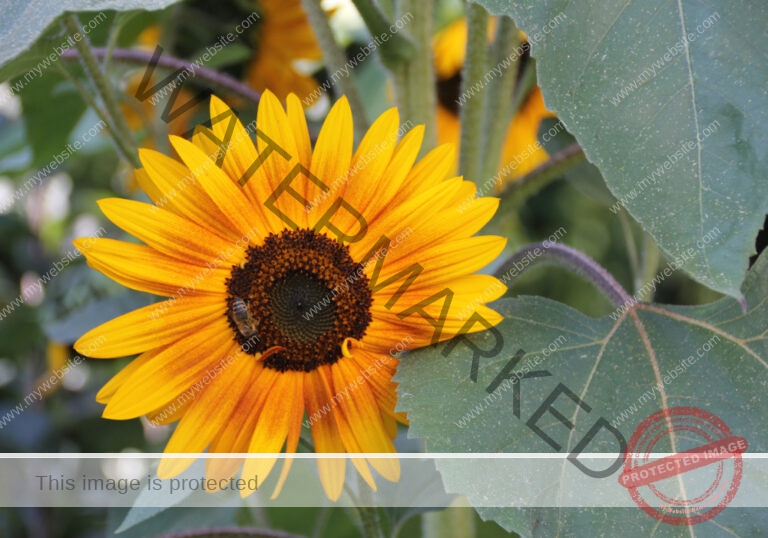 Makro Gartentiere 79