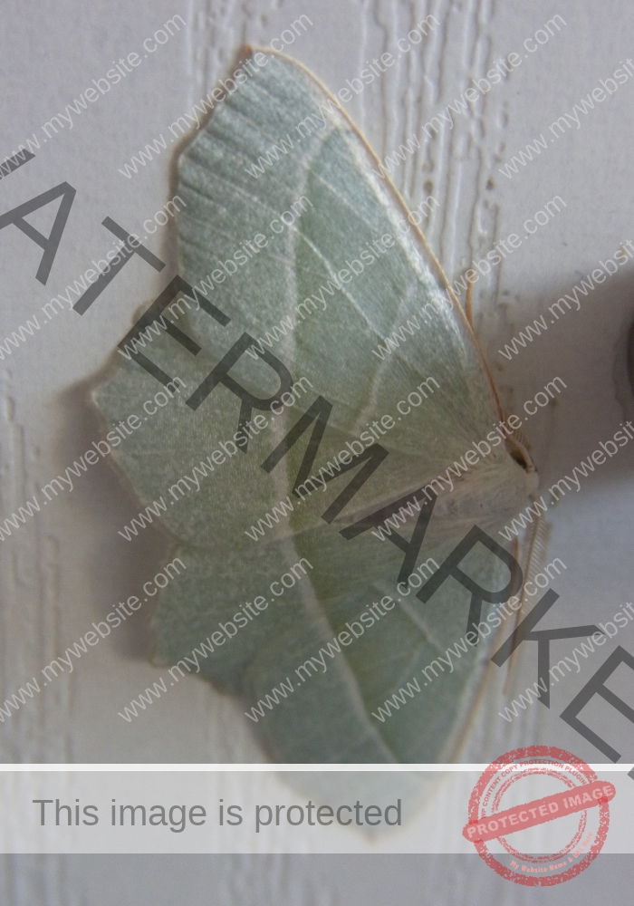 Makro Gartentiere 80