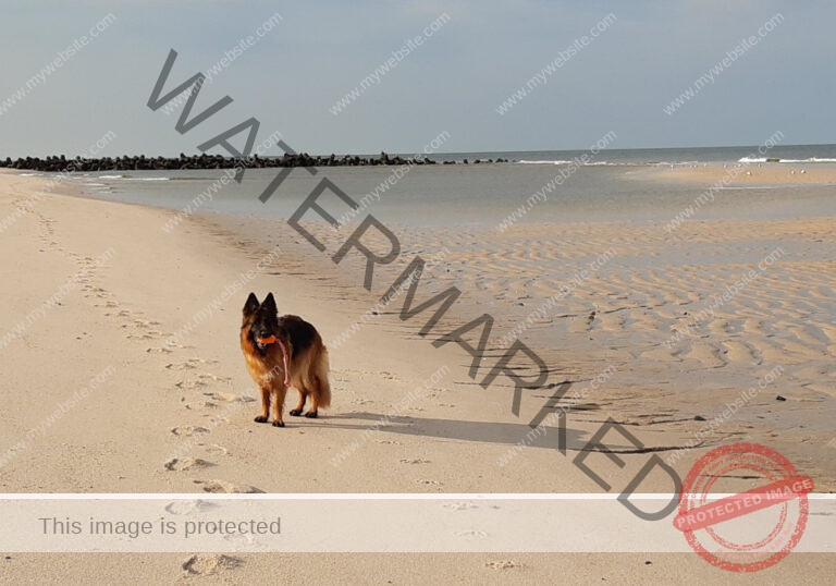 da hinten will ich hin
