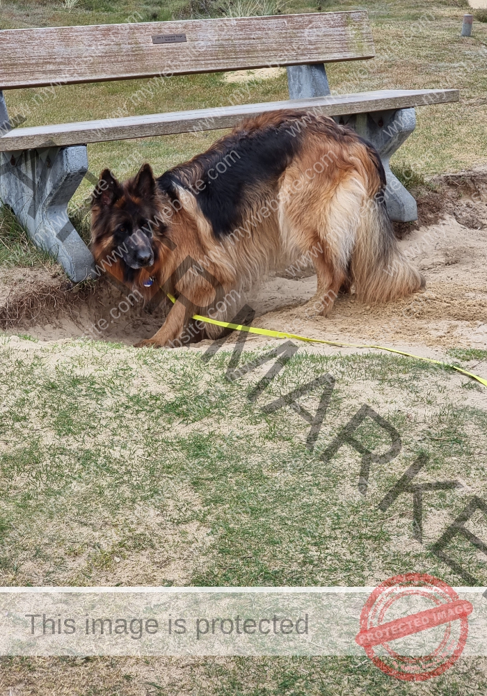 ... das kann hund hier sowieso toll