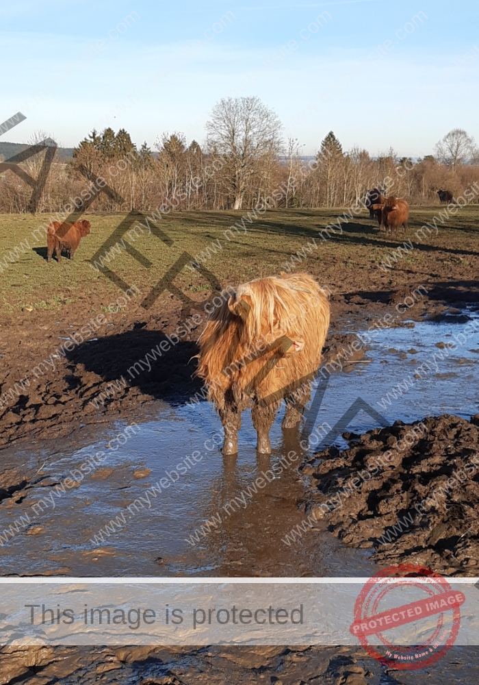 LB Galloways 93
