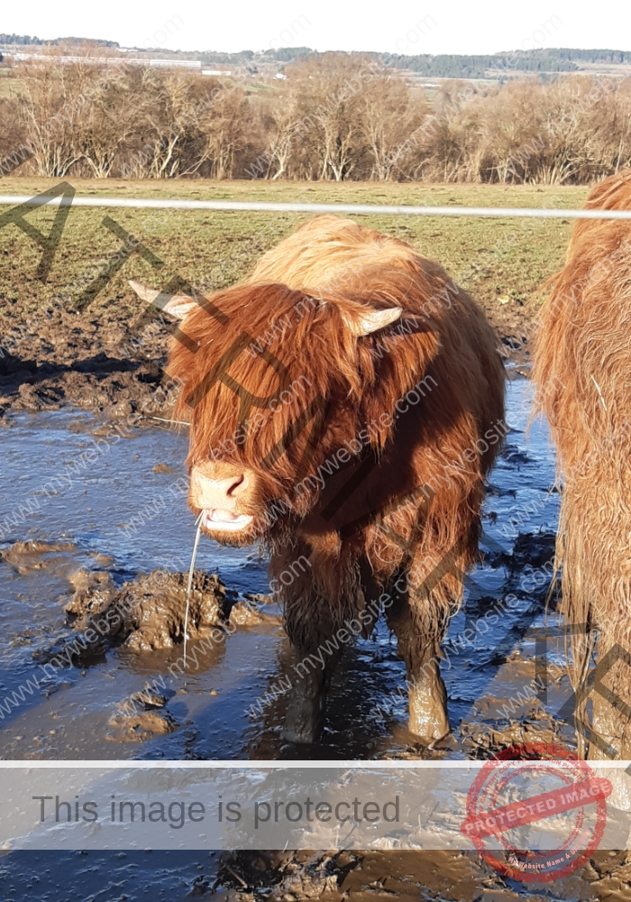 LB Galloways 95