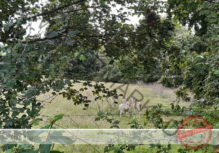 ruh - Hohenberg-Runde 103
