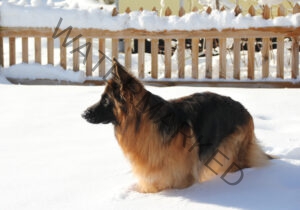 Eyka im Schnee 11