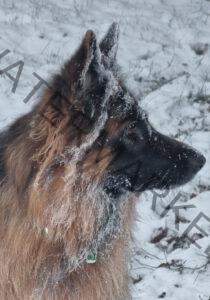 Eyka im Schnee 20