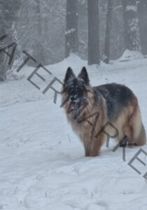 Eyka im Schnee 21