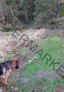 Eyka im Wasser 001