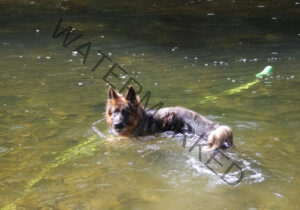 Eyka im Wasser 002