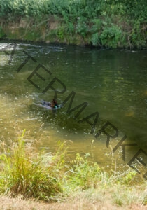 Eyka im Wasser 003