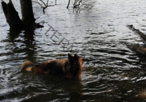 Eyka im Wasser 004