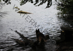 Eyka im Wasser 005