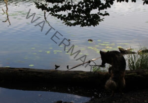 Eyka im Wasser 006