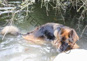 Eyka im Wasser 007