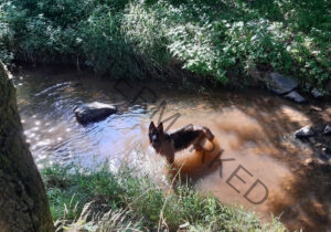 Eyka im Wasser 008