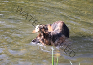 Eyka im Wasser 009