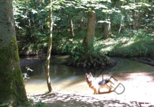 Eyka im Wasser 010