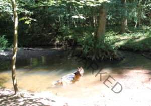 Eyka im Wasser 011
