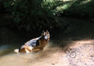 Eyka im Wasser 012