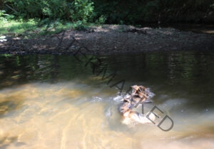 Eyka im Wasser 013