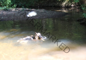 Eyka im Wasser 014