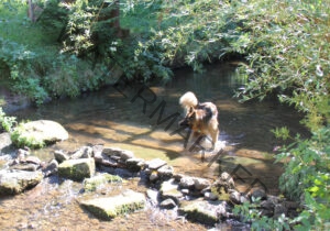 Eyka im Wasser 015