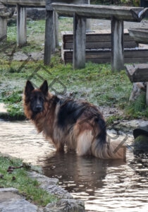 Eyka im Wasser 016