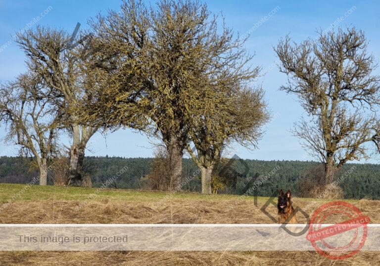 Eyka in Landschaft 019