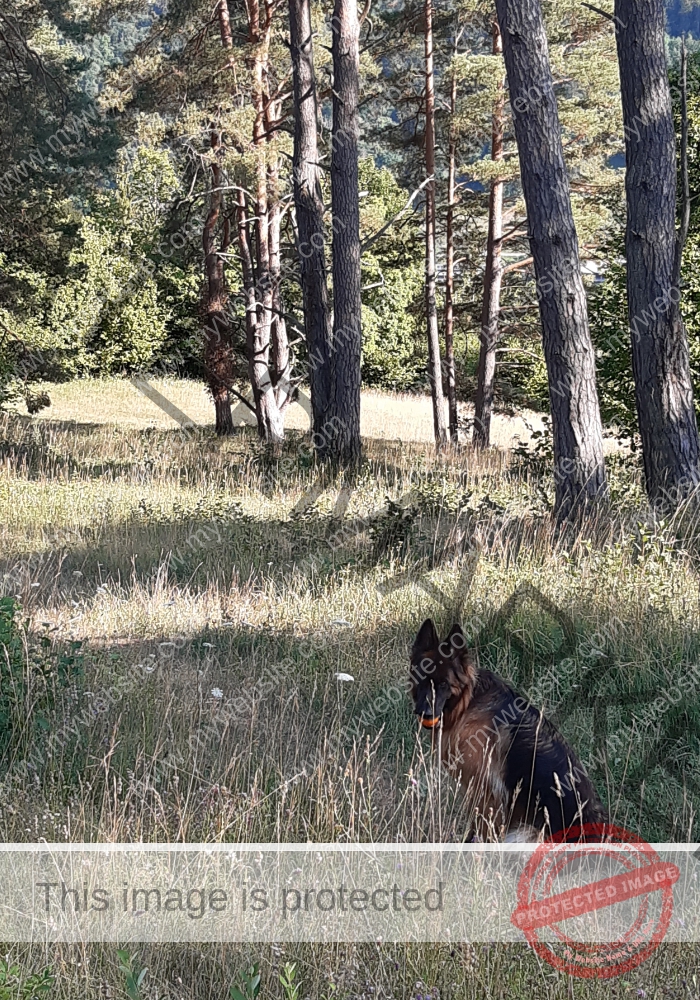 Eyka in Landschaft 020