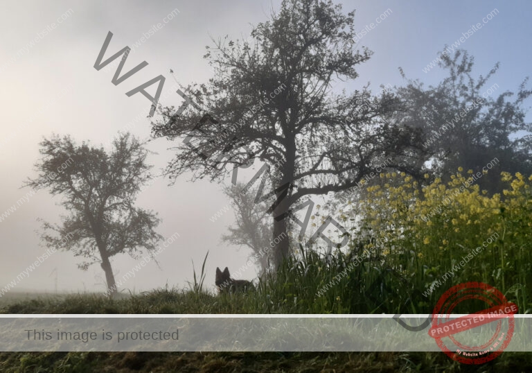 Eyka in Landschaft 024