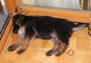 Eykas Schlafplätze 004