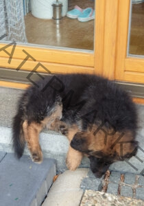 Eykas Schlafplätze 005
