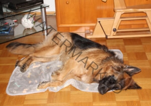 Eykas Schlafplätze 049