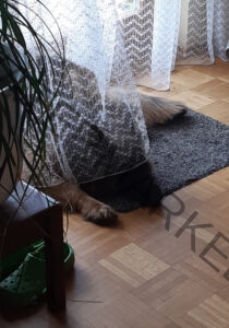 Eykas Schlafplätze 051