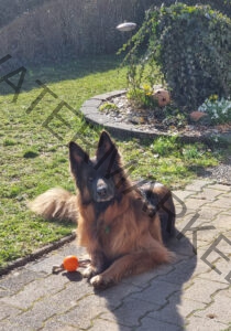 Eykas Spielzeug 029