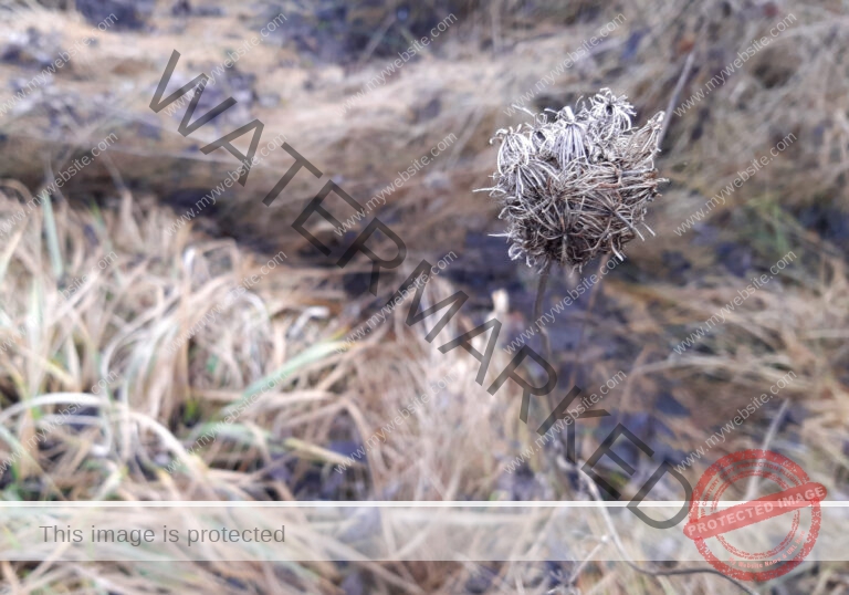 LB Pflanzen unterwegs 008