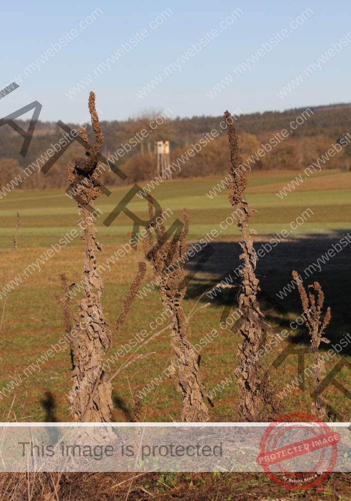 LB Pflanzen unterwegs 011